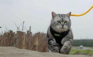 猫咪再见娱乐吃瓜酱,揭秘娱乐圈幕后趣闻